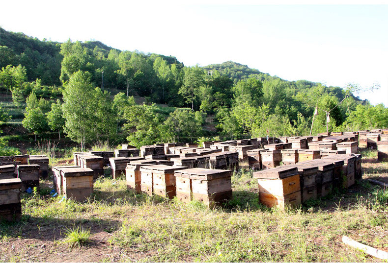 蜂巢蜜500g嚼着吃盒装非野生荆条蜂蜜老蜂巢蜂窝蜜土峰巢蜂巢