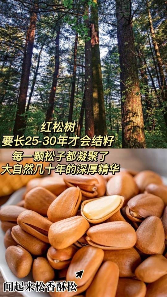 山苑 黑龙江野生红松子250g 大颗粒开口红松子