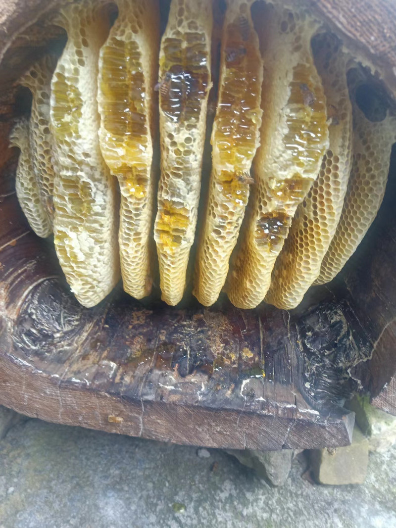 农家自产 沙湾板水峡谷野生土蜂蜜500克
