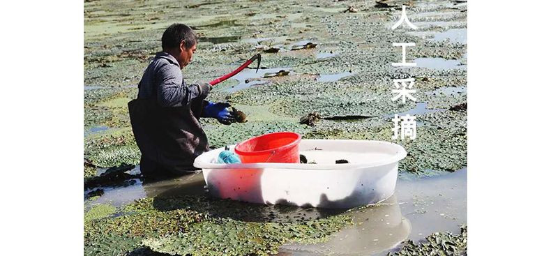 信阳特产鸡头米芡实鲜果特级500g