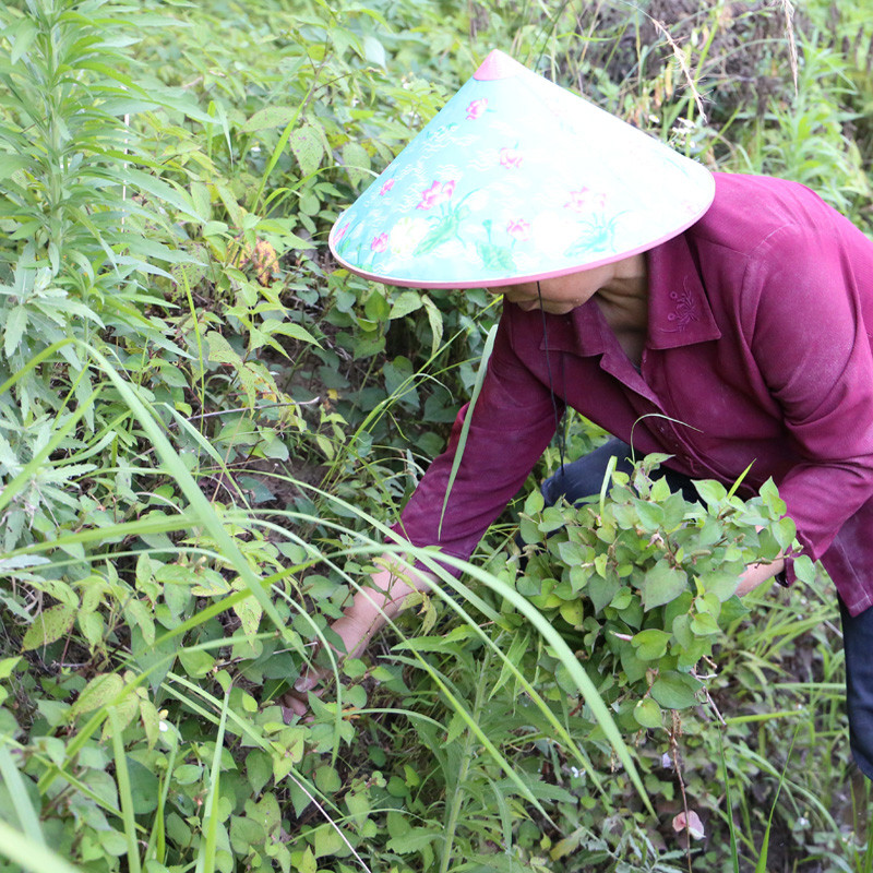 【邮政助农】鱼腥草干500g 野生新鲜鱼腥草茶折耳根大别山农家自晒鱼星草泡水