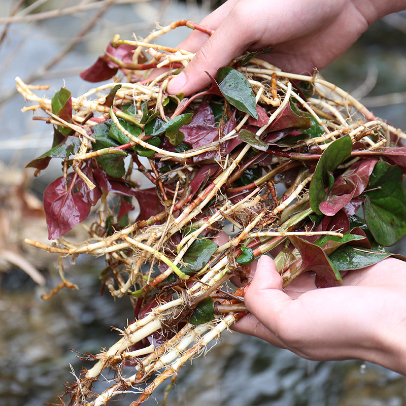 郵政助農魚腥草幹500g野生新鮮魚腥草茶折耳根大別山農家自曬魚星草