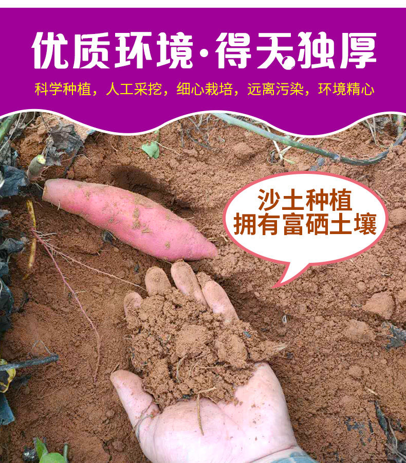 【香甜粉糯】沙地紫薯新鲜红薯地瓜板栗蜜薯蔬菜番薯批发2/5/10斤