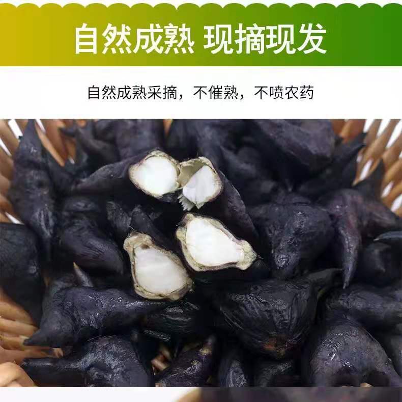 湖北新鲜洪湖特产菱角两角菱角莲角粉糯带壳现摘现卖5/3斤多规格