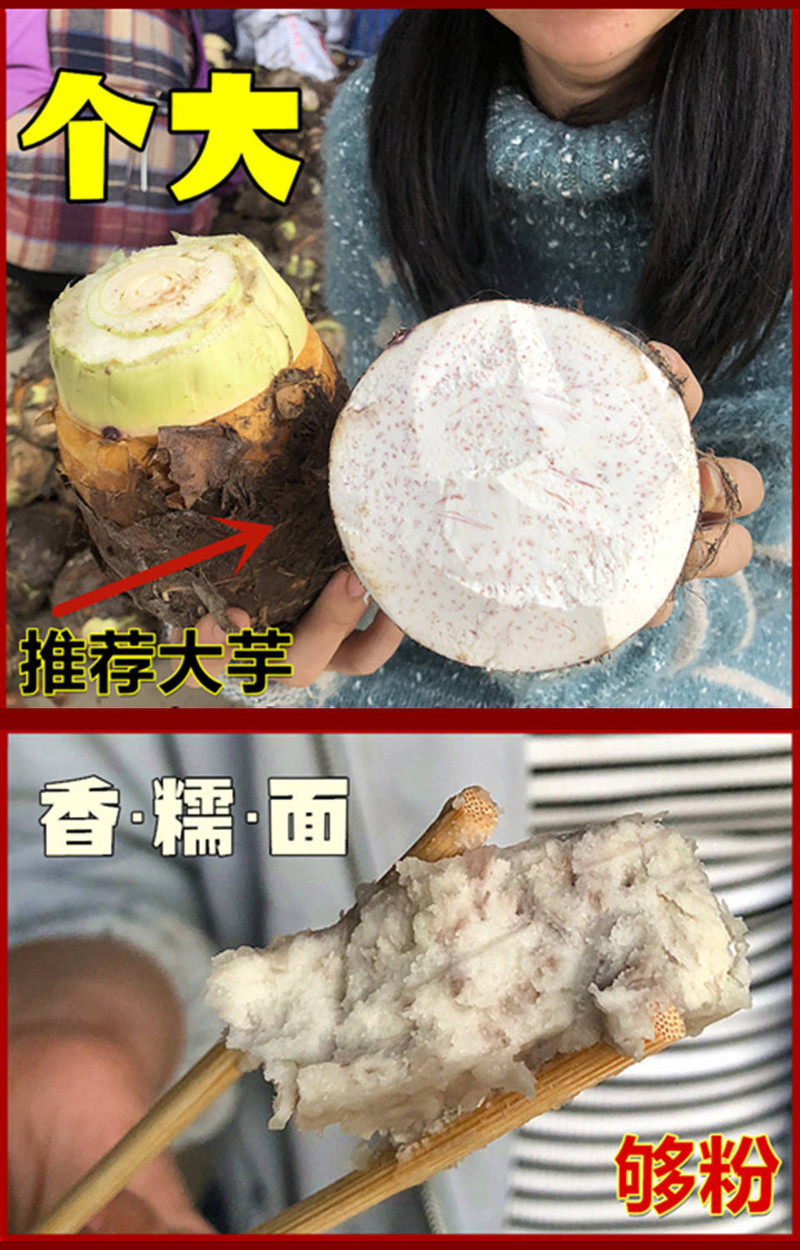 【荔浦芋头】认准阿凤家正宗贡芋现挖新鲜广西槟榔紫藤香芋乾隆爱吃