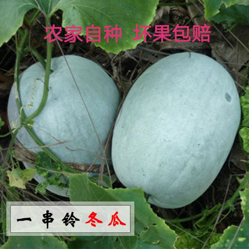 农家自种迷你小冬瓜新鲜蔬菜白毛清香可口一串铃小冬瓜新鲜蔬菜