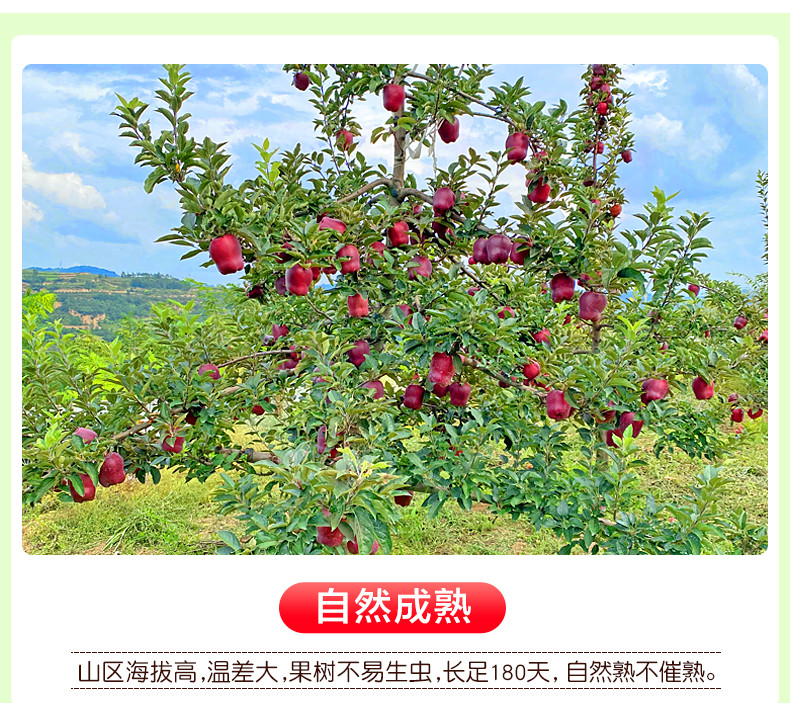 【领劵减5元】甘肃花牛苹果 花牛苹果 新鲜应季粉面甜苹果 宝宝辅食 刮泥水果 非红富士 多规格可选