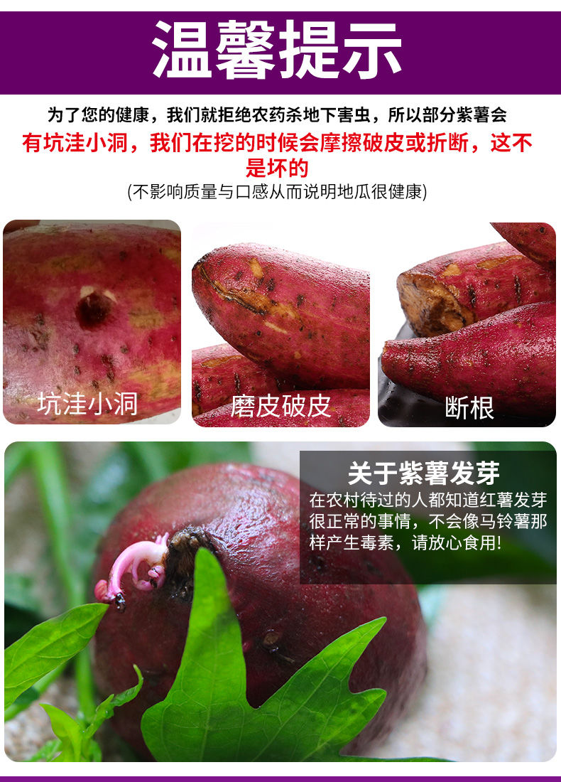 【香甜粉糯】沙地紫薯新鲜番薯板栗红薯地瓜蜜薯蔬菜批发2/5/10斤