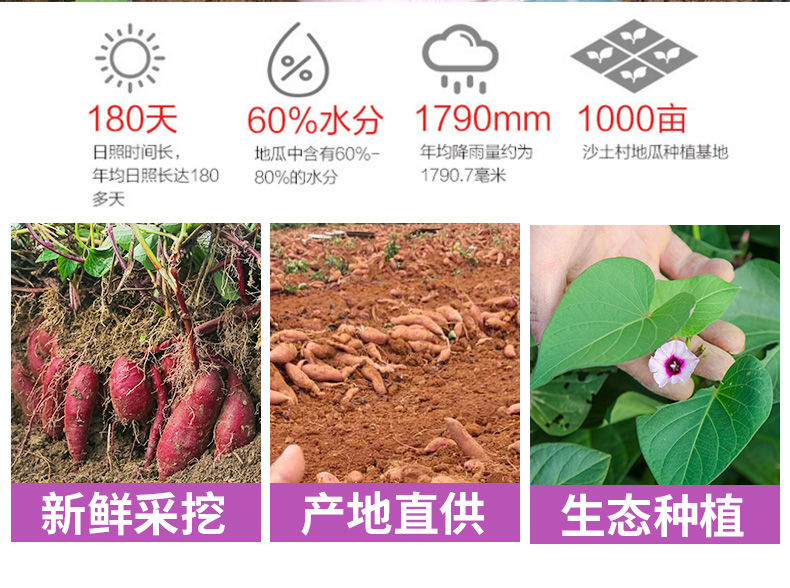 【拼购更实惠】沙地紫薯新鲜番薯板栗红薯地瓜蜜薯蔬菜批发2/5/10斤