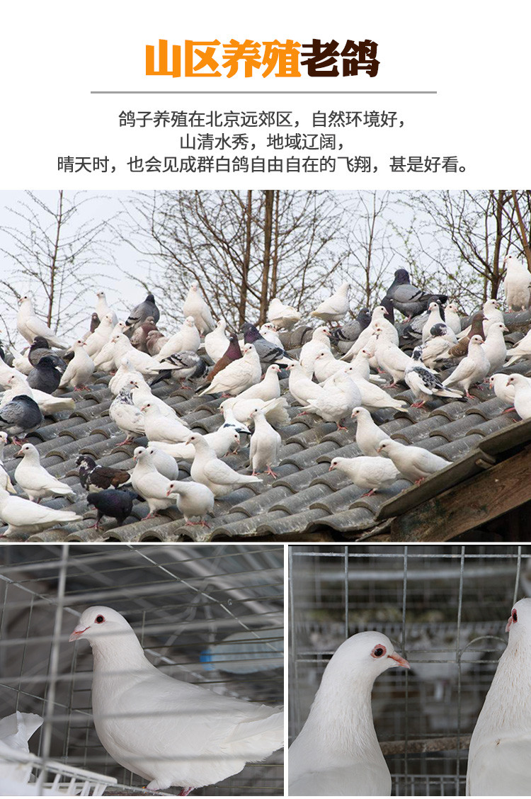 农家散养三年以上老鸽子3只装 滋补鸽子肉