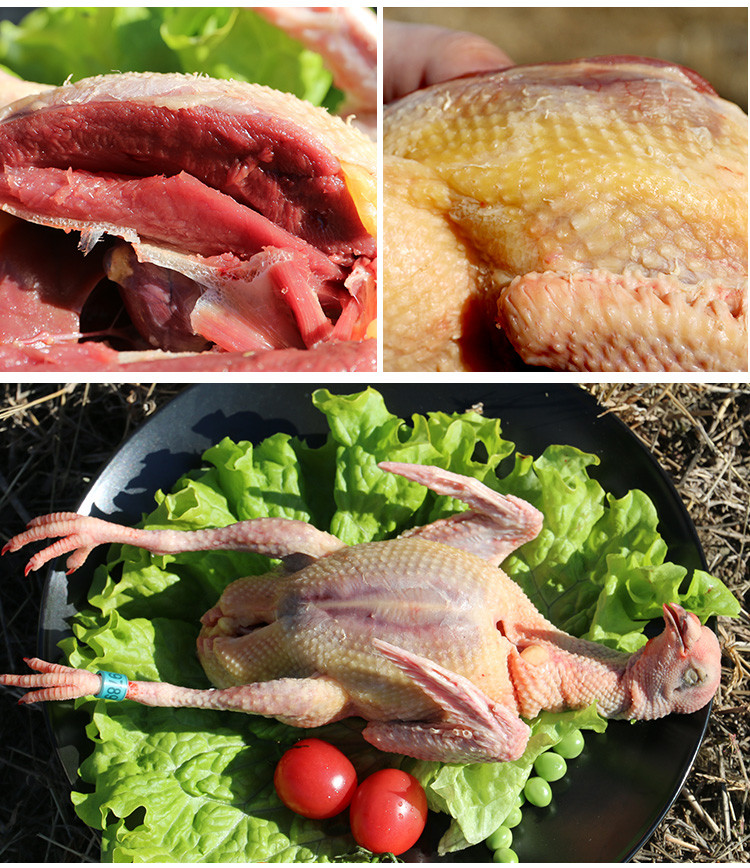 农家散养三年以上老鸽子3只装 滋补鸽子肉煲汤