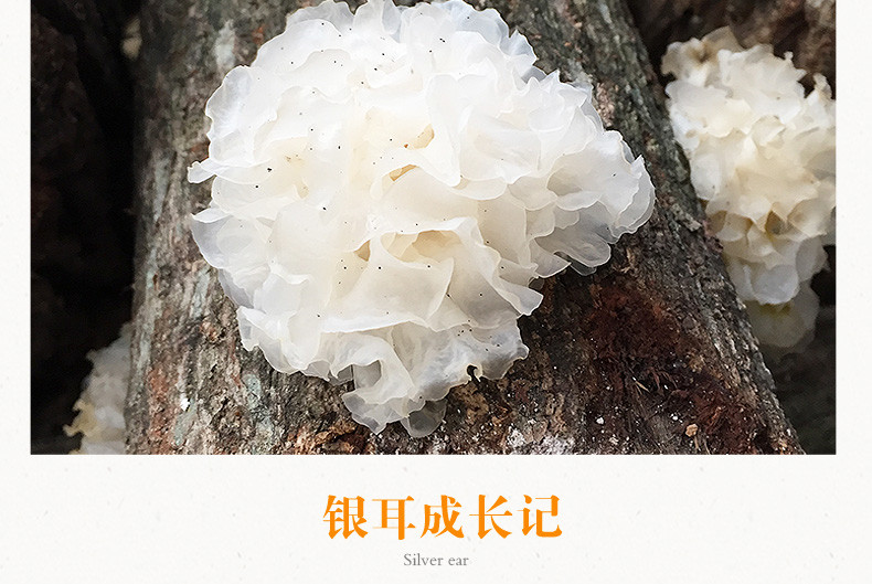 川珍 丑耳（整朵银耳）100g