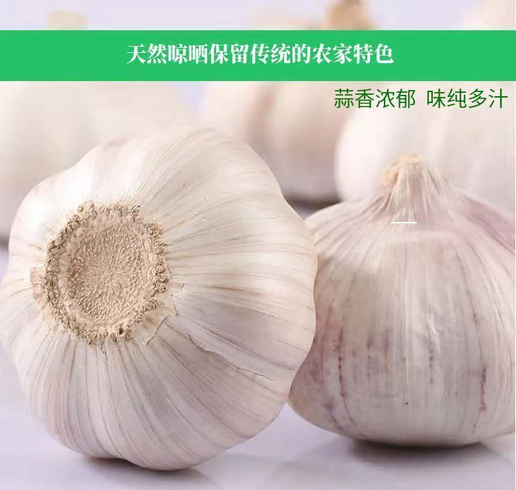 【9斤大果】山东大蒜头批发干蒜紫皮干大蒜金乡大蒜