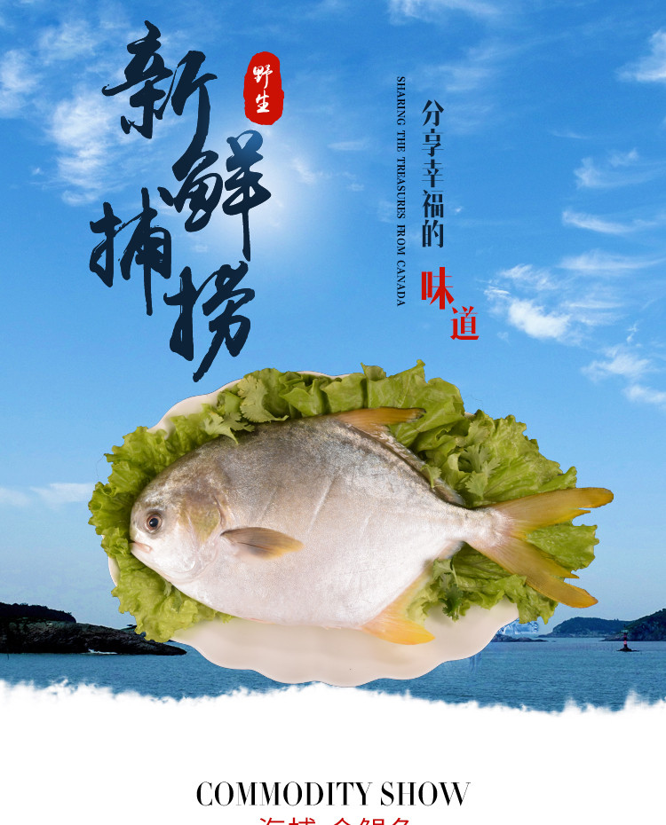 百仙岛  金鲳鱼冷冻3斤（3条）海鲜水产平鱼野生海捕金昌鱼东海海鱼