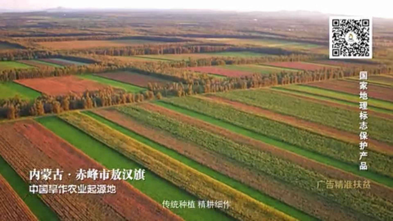 【邮政助农】【敖汉邮政优选】建宇敖汉金宝小米 熬出中国味  960g   包邮