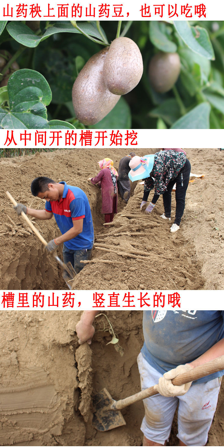 【农家美食】粉糯正宗铁棍山药淮山药小白嘴山药垆土铁棍多规格可选新鲜蔬菜【优乐购】