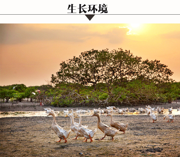 【北部湾海鸭蛋】正宗广西北部湾红树林烤海鸭蛋咸鸭蛋熟正宗流油咸蛋北海特产蛋黄【优乐购】