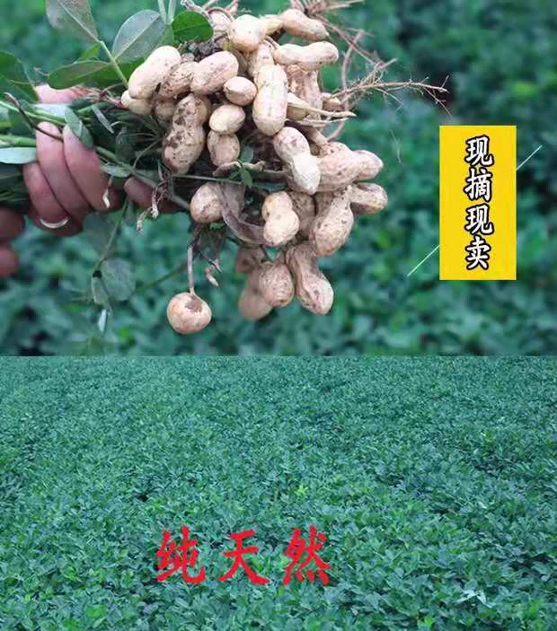 咯噔 【锦邮振兴馆】邮政锦州农品 义县原味炒熟花生（5公斤）