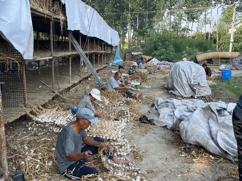  秀水轩 天津宝坻特产 紫皮大蒜  津沽佳禾