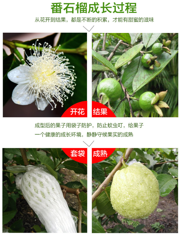 【8斤装】番石榴白心芭乐广西新鲜水果脆甜芭乐果【神农良品】