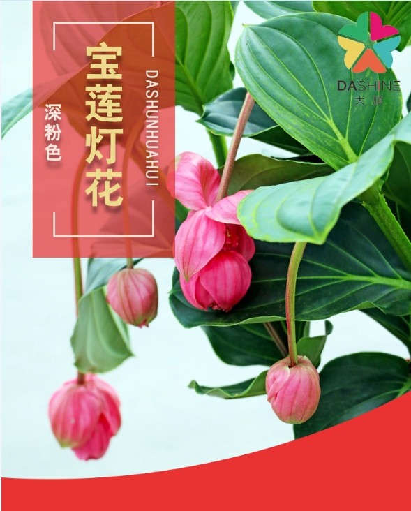 大顺 宝莲灯花盆栽高端花卉三层A级原盆