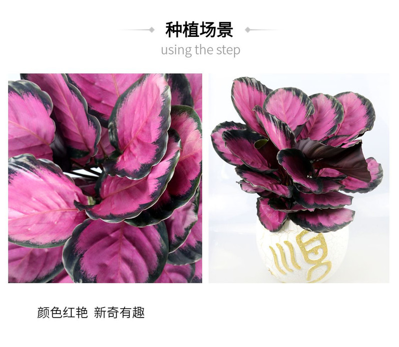 大顺 彩美丽竹芋14cm盆径花卉无盆