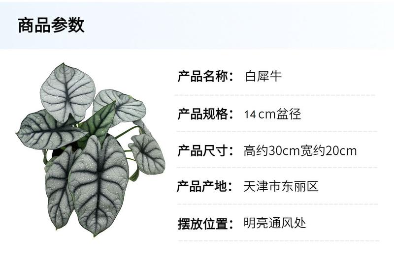 大顺 白犀牛海芋盆栽14cm盆径无盆