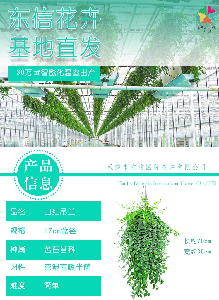 大顺 口红吊兰（17cm盆径）花蔓草无盆