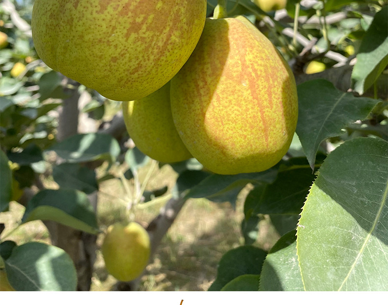 新疆库尔勒香梨特级梨子当季水果新鲜包邮整箱新疆特产雪梨脆甜汁多精选水果