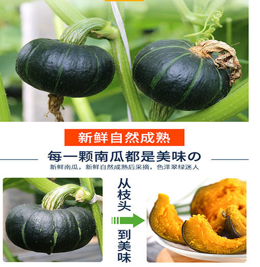 【5斤】正品贝贝南瓜新鲜包邮迷你小南瓜板栗味南瓜宝宝辅食进口种源【小度美食】