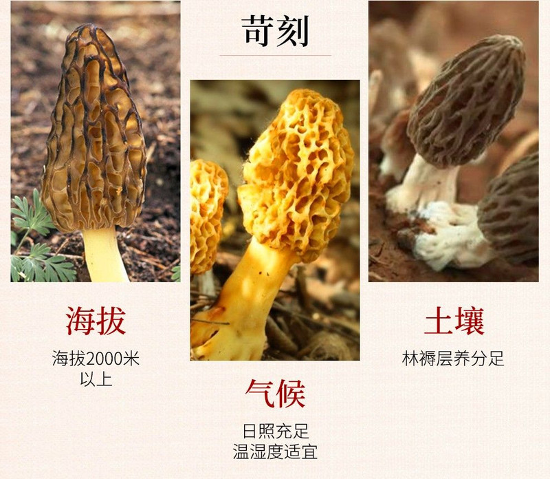 【50克】精选云南羊肚菌干货特级非野生香菇菌菇类干货农家自采羊肚菇包邮【小度百货】