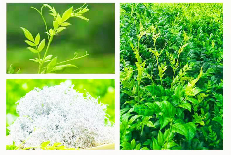 农家自产 龙须莓茶 安徽铜陵 取嫩芽尖嫩叶