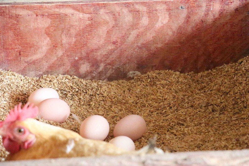 白荡里 农家土鸡蛋40枚新鲜谷物蛋正宗草鸡蛋现捡现发
