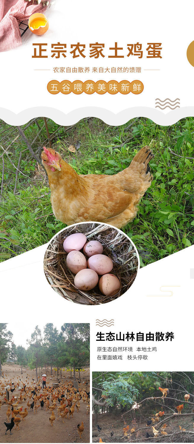 白荡里 农家散养虫草蛋土鸡蛋笨鸡蛋10枚装每枚克重40g-45g