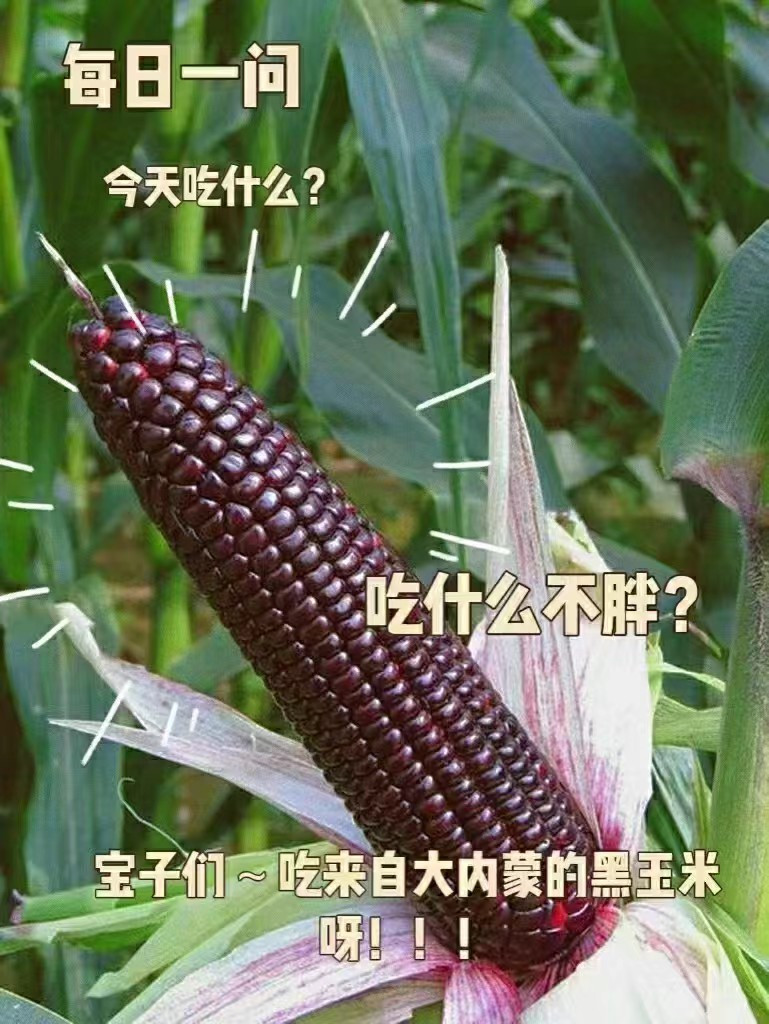 蒙粮达 真空包装甜糯玉米