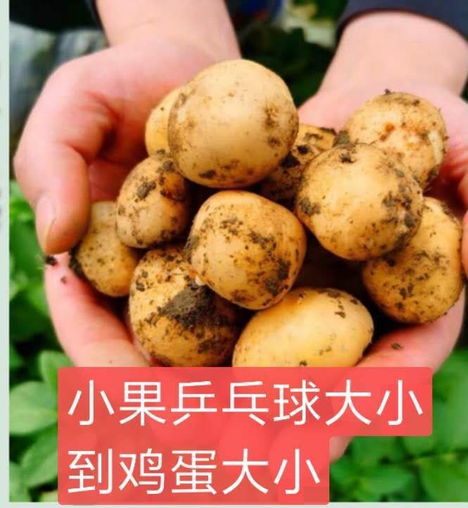 2020土豆5斤/10斤装马铃薯洋芋黄心土豆精品蔬菜土豆批发