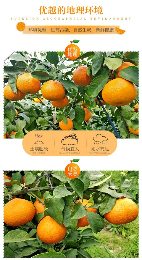 荷田下  【5斤装】冰糖无核蜜桔新鲜水果孕妇水果早熟桔子无核薄皮应季新鲜水果现摘现发