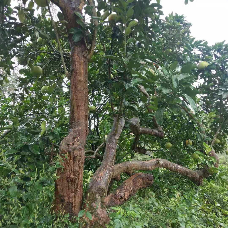 荷田下   重庆梁平特产梁山柚麻柚平顶柚当季新鲜水果现摘现发8斤包邮