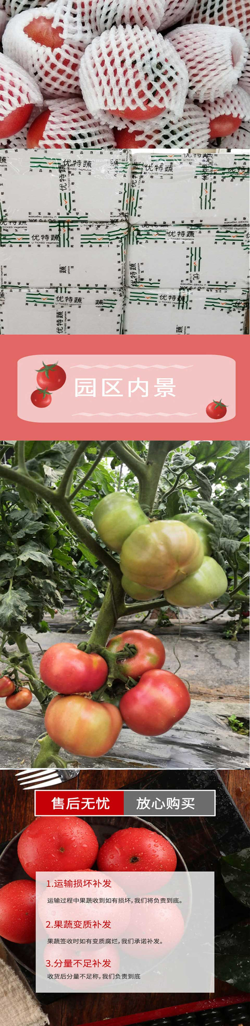 寿光蔬菜优特蔬咔咔二号番茄3斤装