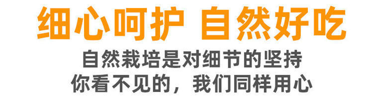 网红海南辣椒芒果三亚牙签小贵妃芒新鲜应季热带水果5斤礼盒【大飞美食】