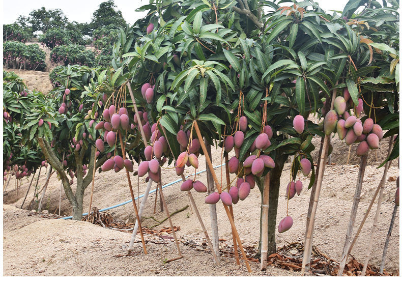 海南贵妃芒果当季热带新鲜甜水果整箱红金龙2/5/10斤【飞哥美食】