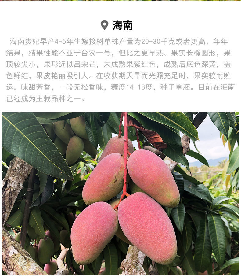 海南贵妃芒果当季热带新鲜甜水果整箱红金龙2/5/10斤【飞哥美食】