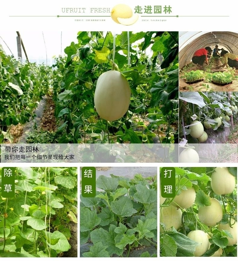 玉菇甜瓜蜜瓜10斤新鲜水果批发当季脆玉茹香瓜哈密瓜羊角蜜2/5斤【飞哥美食】