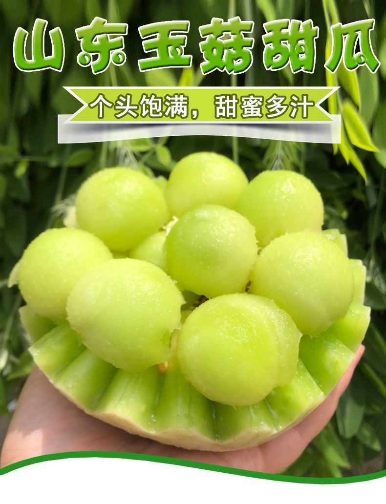 玉菇甜瓜蜜瓜香瓜软糯香甜哈密瓜非阎良甜瓜羊角蜜瓜【飞哥美食】