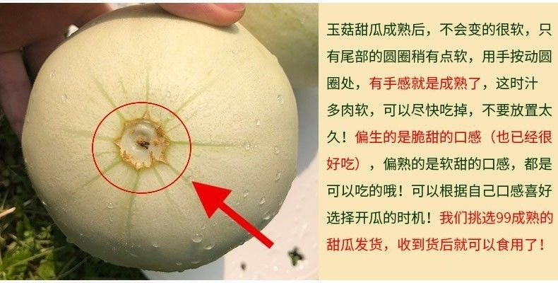 玉菇甜瓜蜜瓜10斤新鲜水果批发当季脆玉茹香瓜哈密瓜羊角蜜2/5斤【飞哥美食】