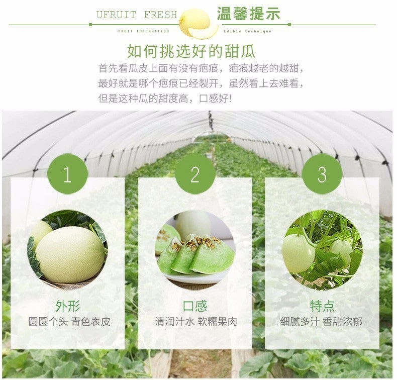 玉菇甜瓜蜜瓜10斤新鲜水果批发当季脆玉茹香瓜哈密瓜羊角蜜2/5斤【飞哥美食】