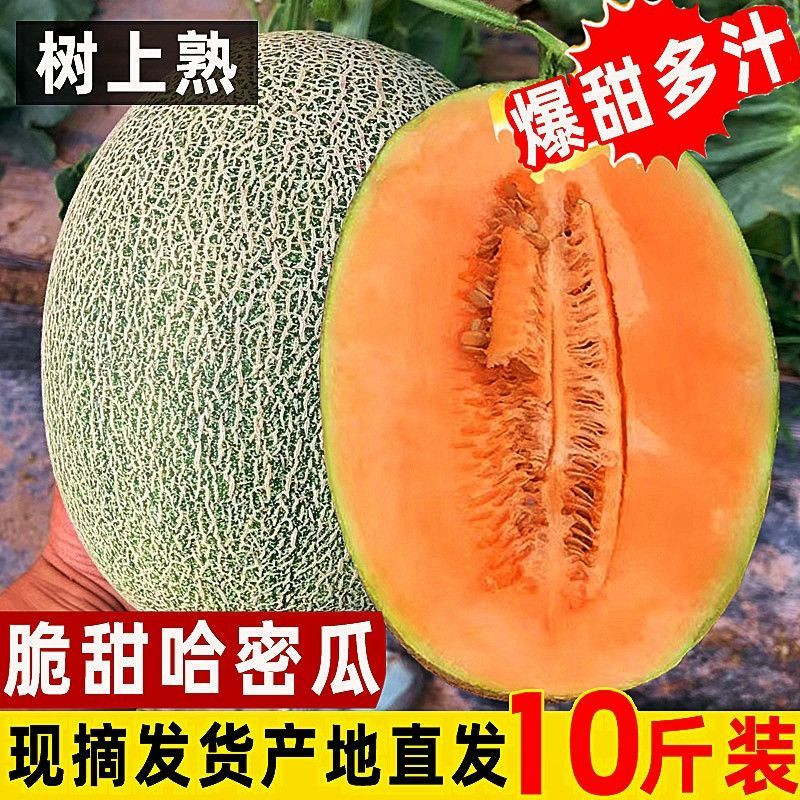 新疆哈密瓜10斤当季新鲜水果脆甜网纹蜜瓜应季小香瓜整箱5斤只做精品【飞哥美食】