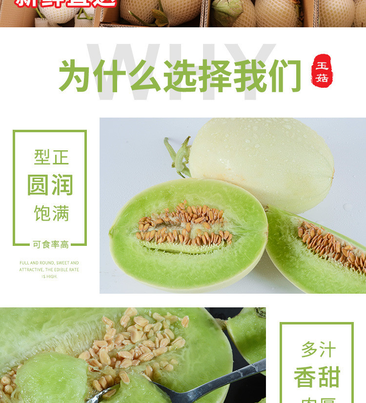 只做精品现摘上海南汇玉菇甜瓜水果新鲜香瓜应季绿哈密瓜蜜瓜2/5/10斤【飞哥美食】