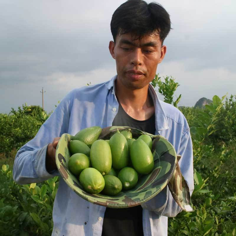 青柠檬香水柠檬无籽海南台湾四季新鲜水果批发产地直销柠檬片【飞哥美食】