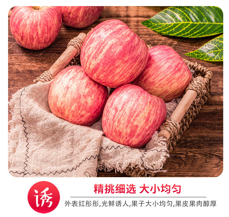 陕西洛川苹果红富士冰糖心苹果水果批发10斤5斤脆甜【飞哥美食】